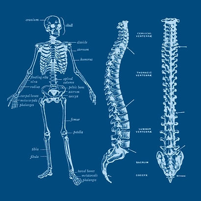 Human Anatomy image