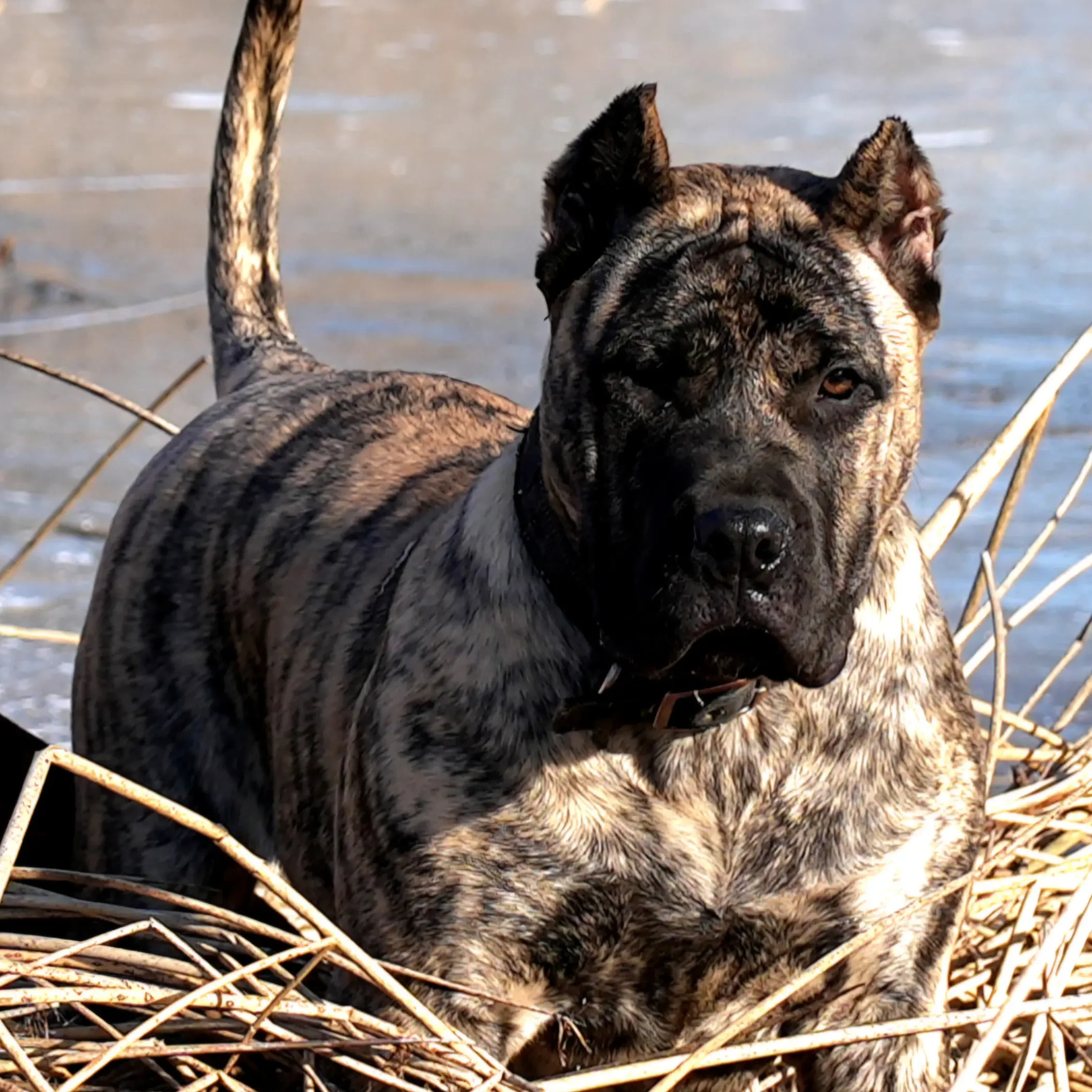 Beastmaster Kennel banner
