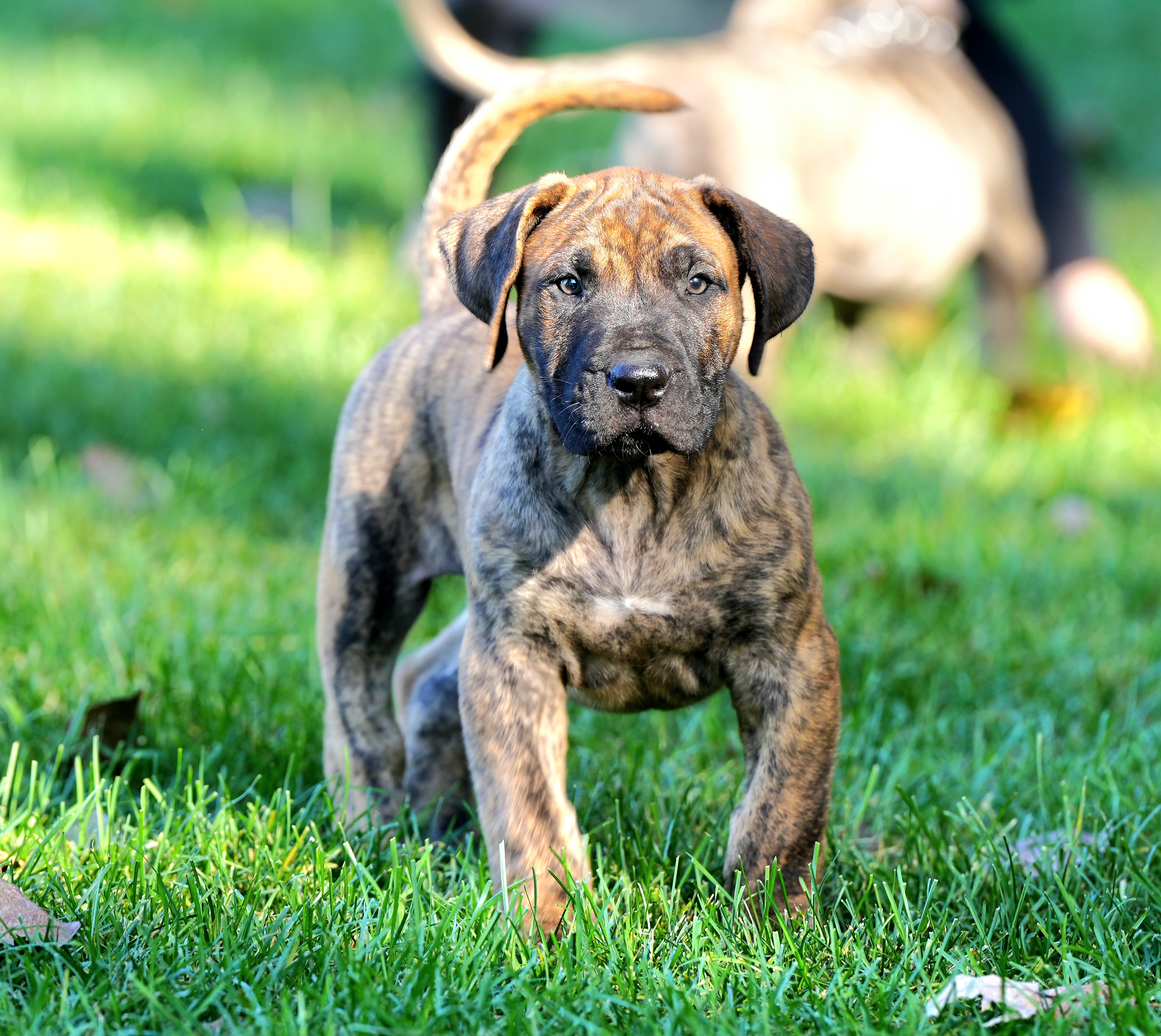 Sires category preview image