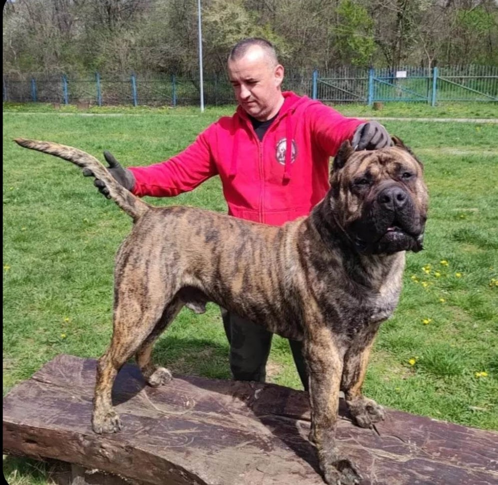 Beastmaster Kennel banner