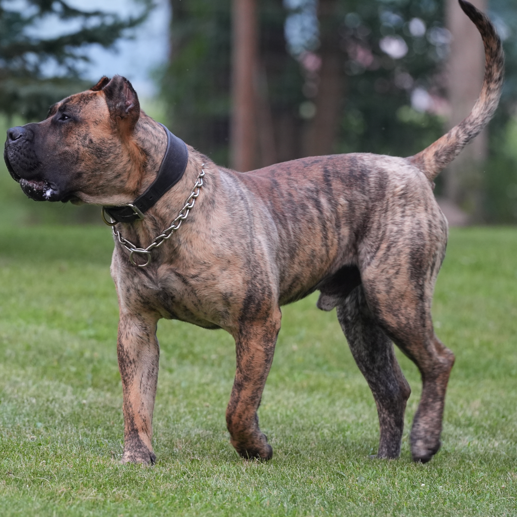 Dams category preview image