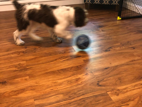 Premier Puppy