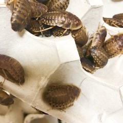 デュビアL size ＠18 （※1匹単位になりました） | REPTOWN