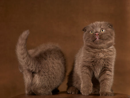 Scottish fold couleur chocolat