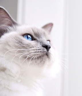 Ragdoll Cat_edited_edited.jpg