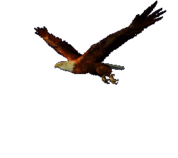 60403414soaringeagleanimation-3.gif