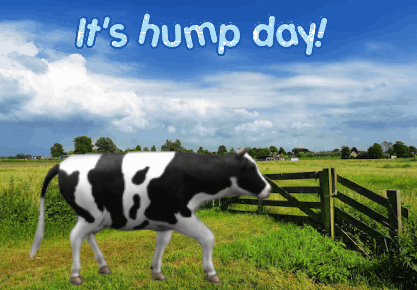 animated cow phrases cards