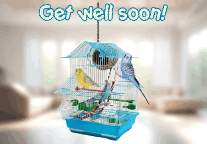 animated budgie birds cards