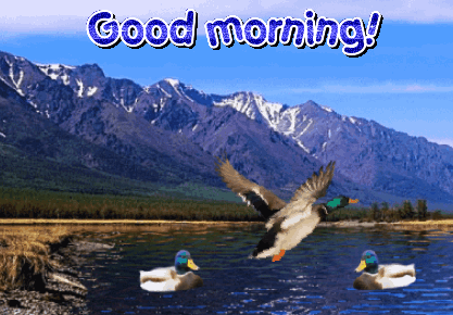 animated mallard duck expressions