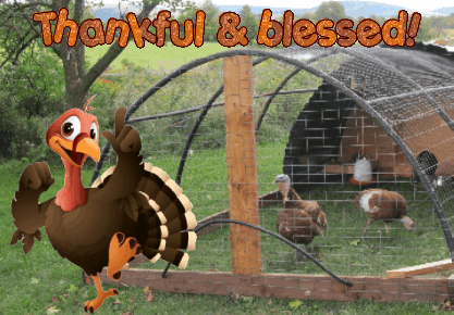 animated greeting cards in 5 languages: English, French, German, Italian & Spanish