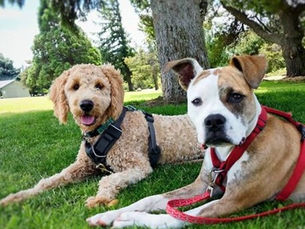 Anxious Farm-Dog to Well Adjusted Do-It-all Dog (Client Review) 