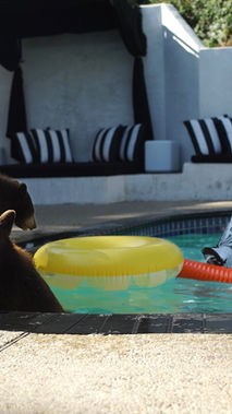 “Bears in Hot Tubs”, de Claire Musser y Maddie Bear (Estados Unidos, 2025)