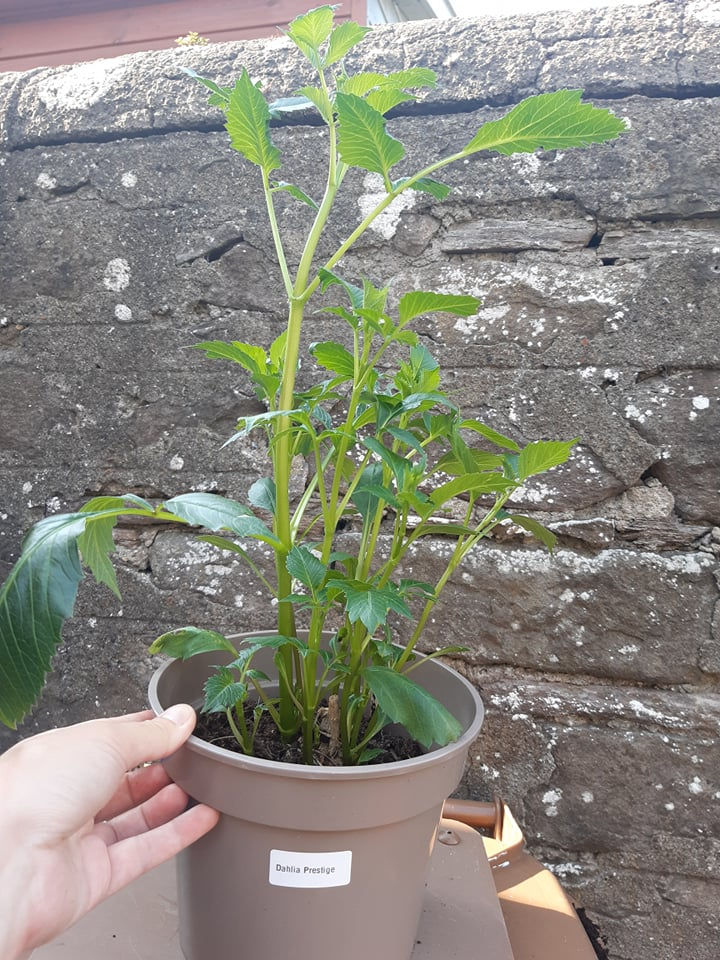 Thumbnail: Dahlia Dazy Rose Plant Raised From Tuber