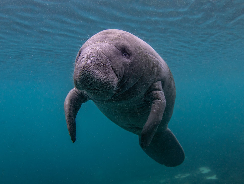 A curious baby manatee coming over to say hello.