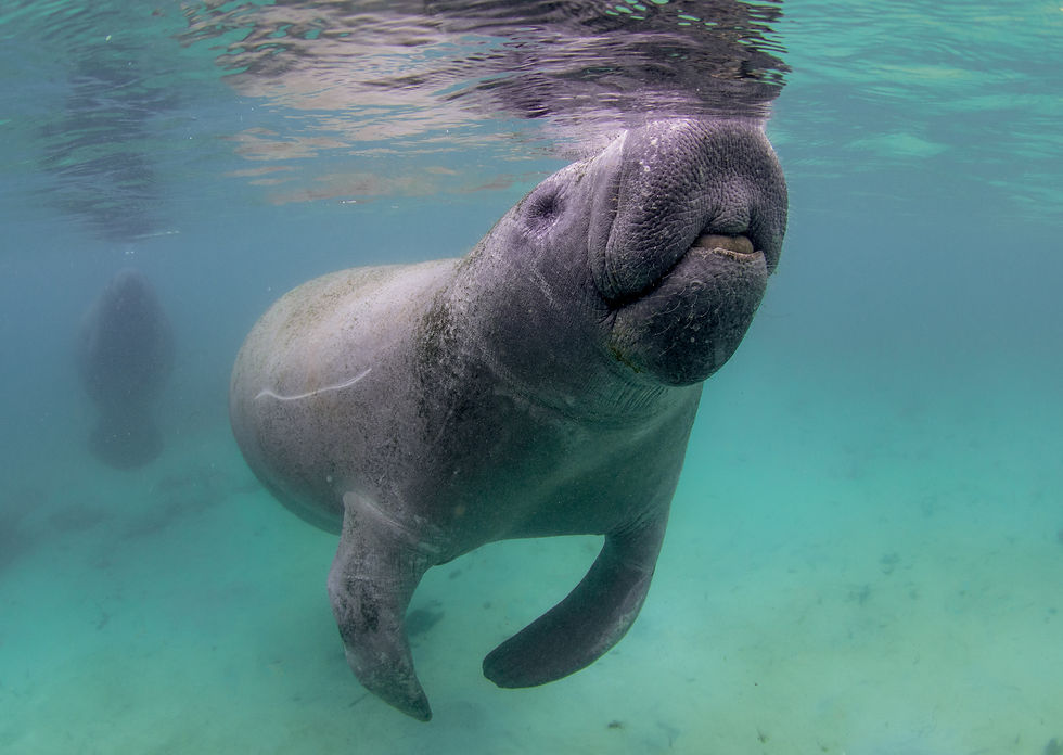 A Florida Manatee comes to the surface for a quick breath.