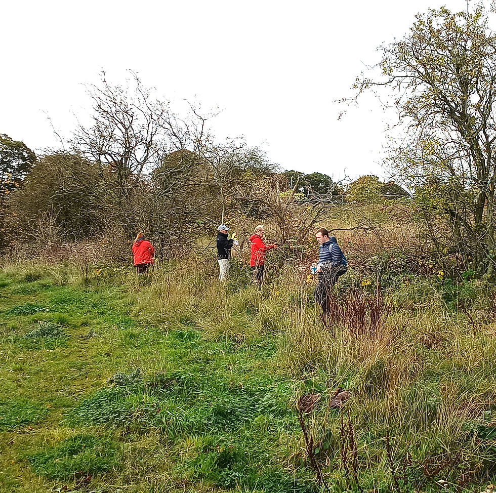 Friends of Denmarkfield Volunteer Morning