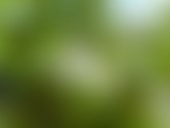 Registro fotográfico de uma linha de uva com cachos em desenvolvimento, em acervo de campo da AnandaVida.
