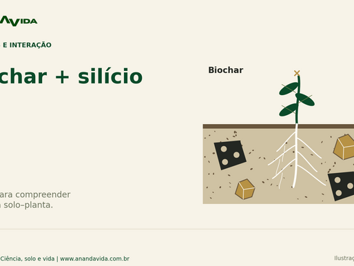 Biochar + silício. Ilustração conceitual científica do tema no sistema solo–planta.
