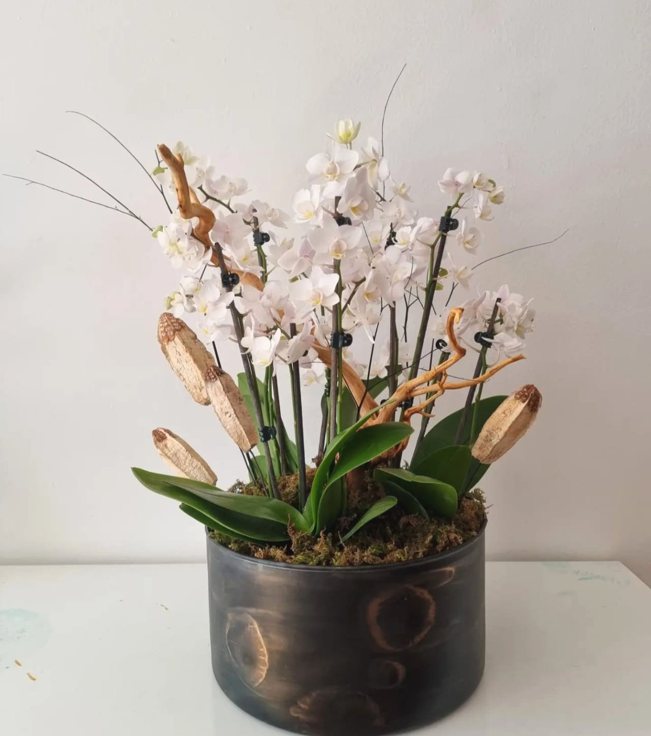 Orquídea Mimí