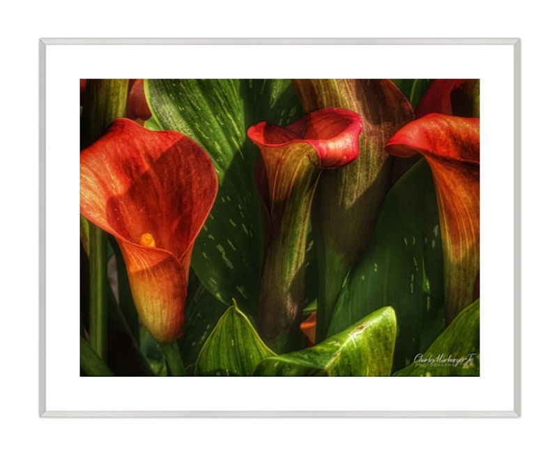 Thumbnail: Calla Lillies