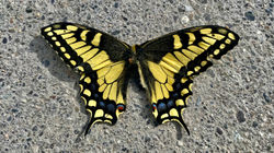 Beautiful Butterfly