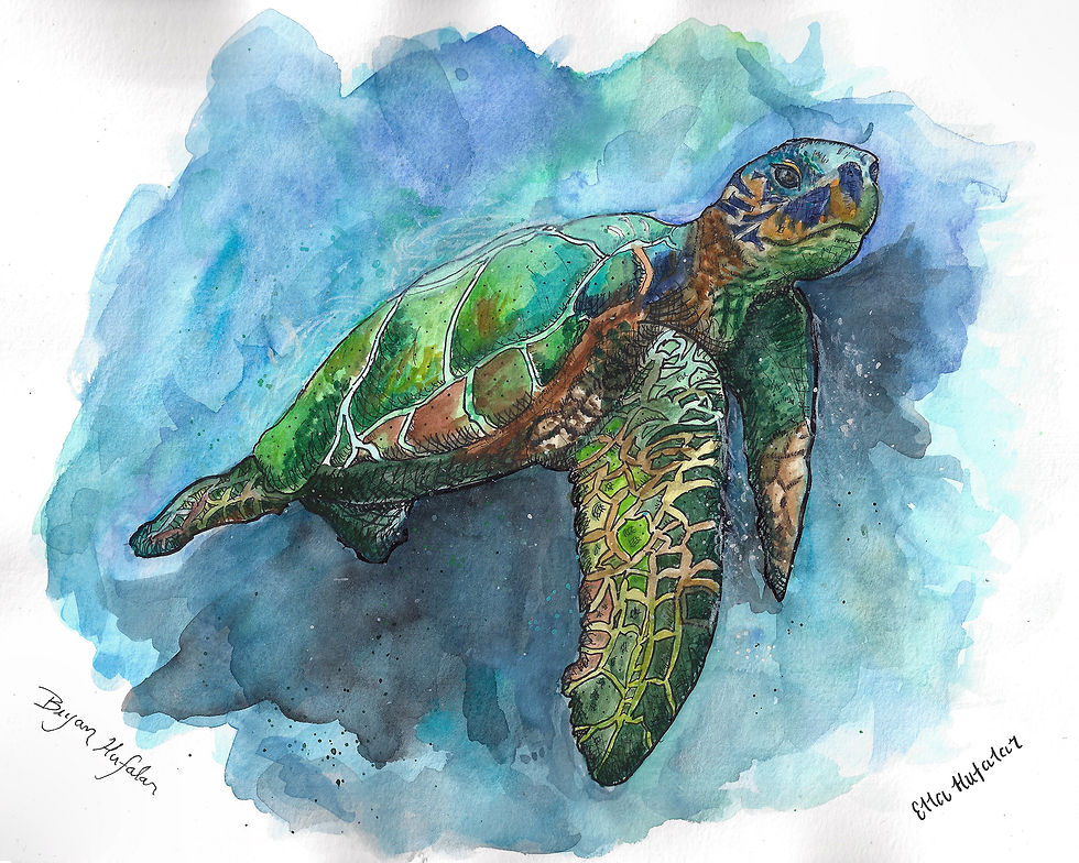 Maui Turtle