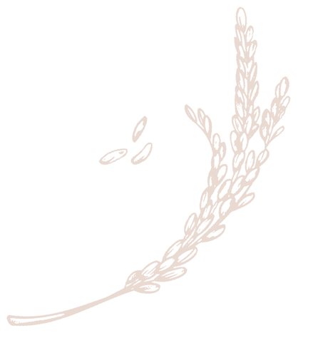 稲穂イラスト