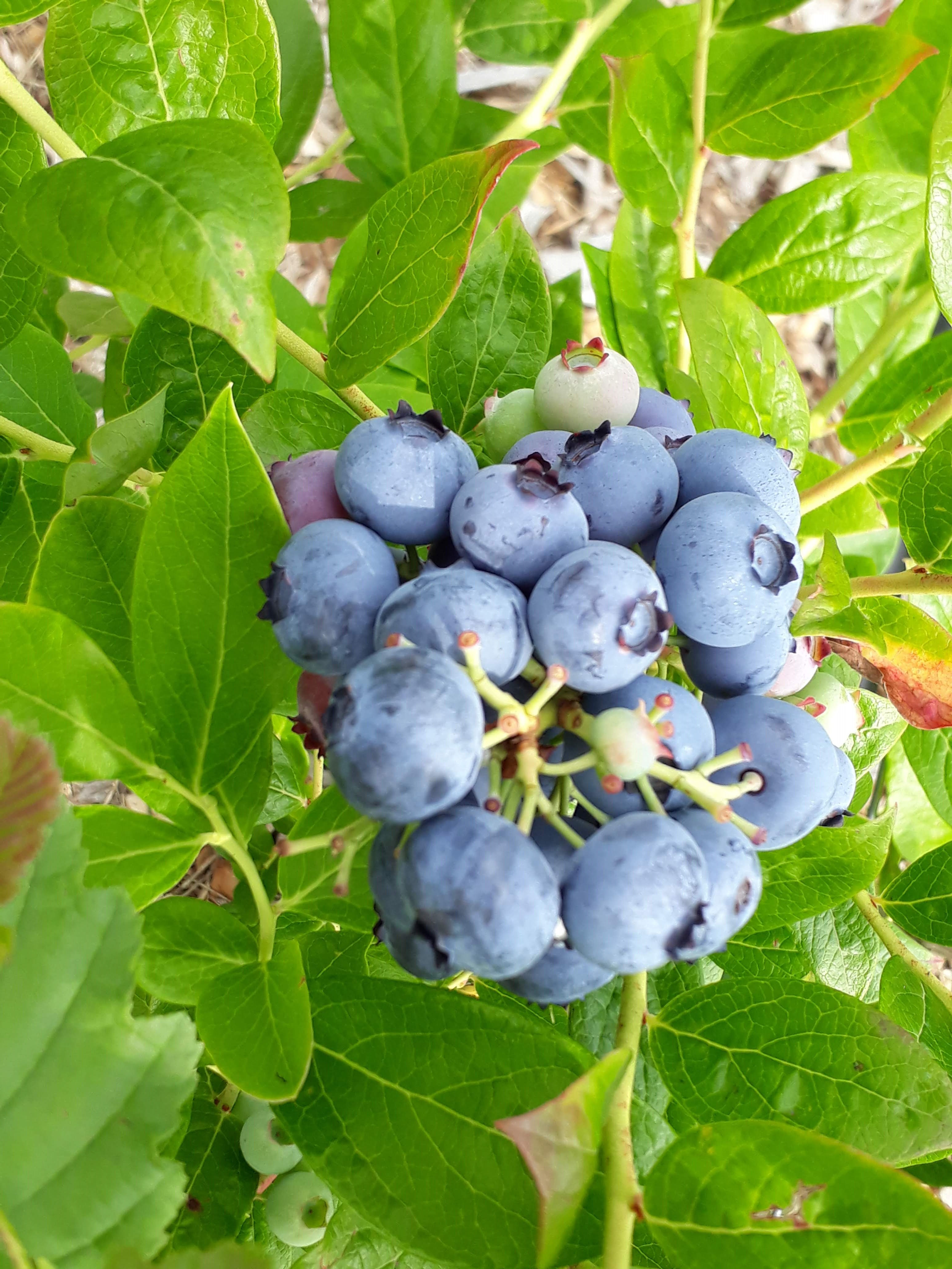 blauwe bes per 250gr