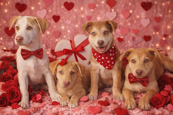 thor rosa buster shadow.jpg