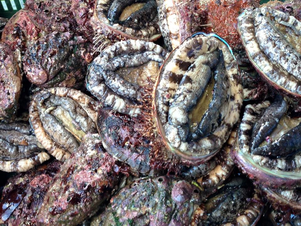 Abalone