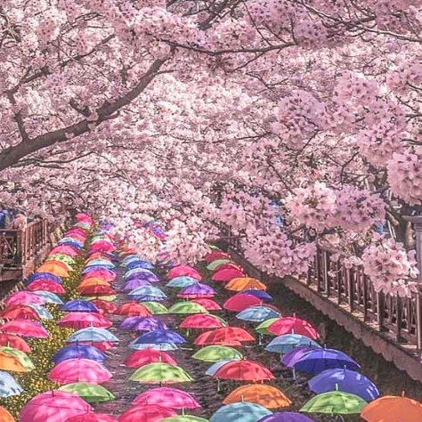 "Kore'nin Büyüleyici Kiraz Çiçeği Sezonunda Unutulmaz Anlar Yaşayın! 🌸✨"