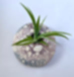 Thumbnail: Air plant discs