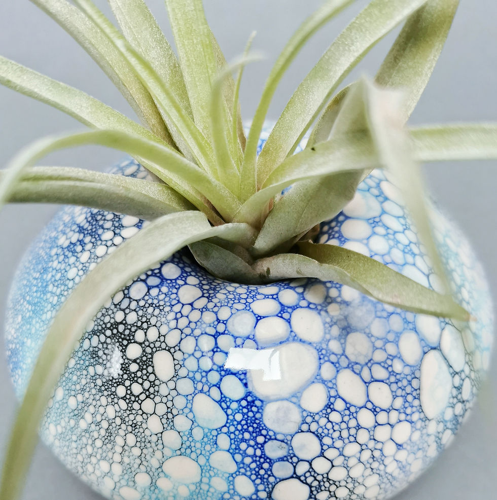 Thumbnail: Desert Island Air Plant Holders