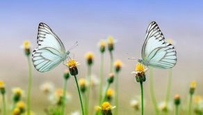 Inadiável: Uma história que vivi de conexão de almas