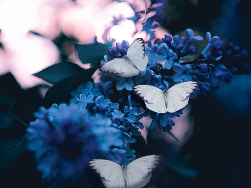 Por que a borboleta é símbolo dos cuidados paliativos?