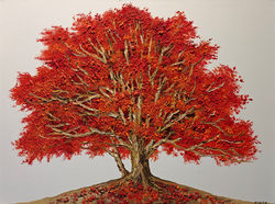 Flamboyan