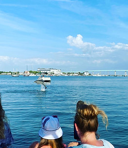 people watching dolphins