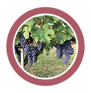 visuel vignes site .png