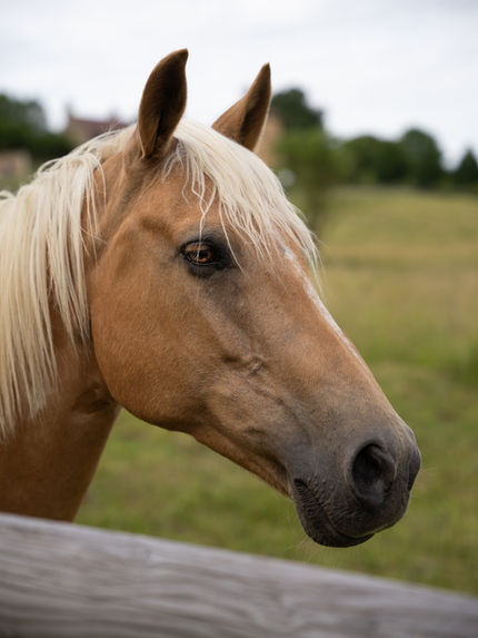 Domaine de Peyrat [GRATUIT]-17.jpg
