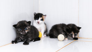 O Desafio de Resgatar Filhotes Recém-Nascidos Sem a Mãe