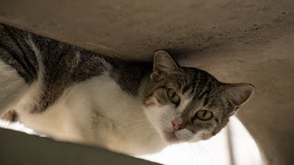 Gatos Também Sentem: Como o Abandono Impacta Emocionalmente os Felinos