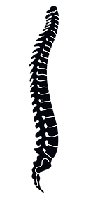 Spine