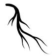 Peripheral nerve