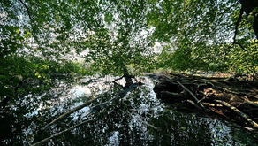 Waldbaden und Naturtherapie sind innovative Ansätze mit gesundheitsförderndem Potenzial 