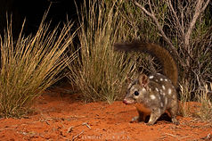 Western quoll (Dasyurus geoffroii).jpg