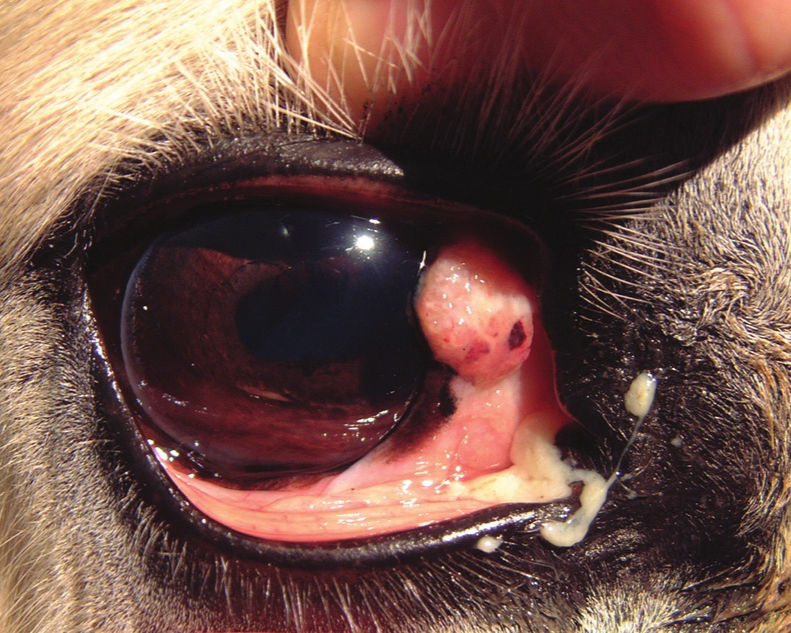 Photo from: https://www.researchgate.net