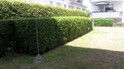 hecke