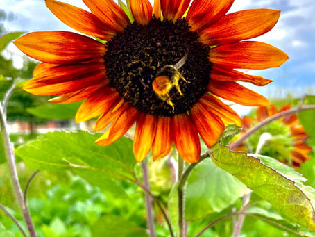 Tomatenvorstellung 2