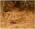 Mouse feed inoculation could help prevent Leishmaniasis by killing sand fleas