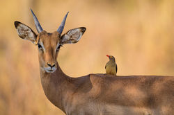 antelope, amboseli